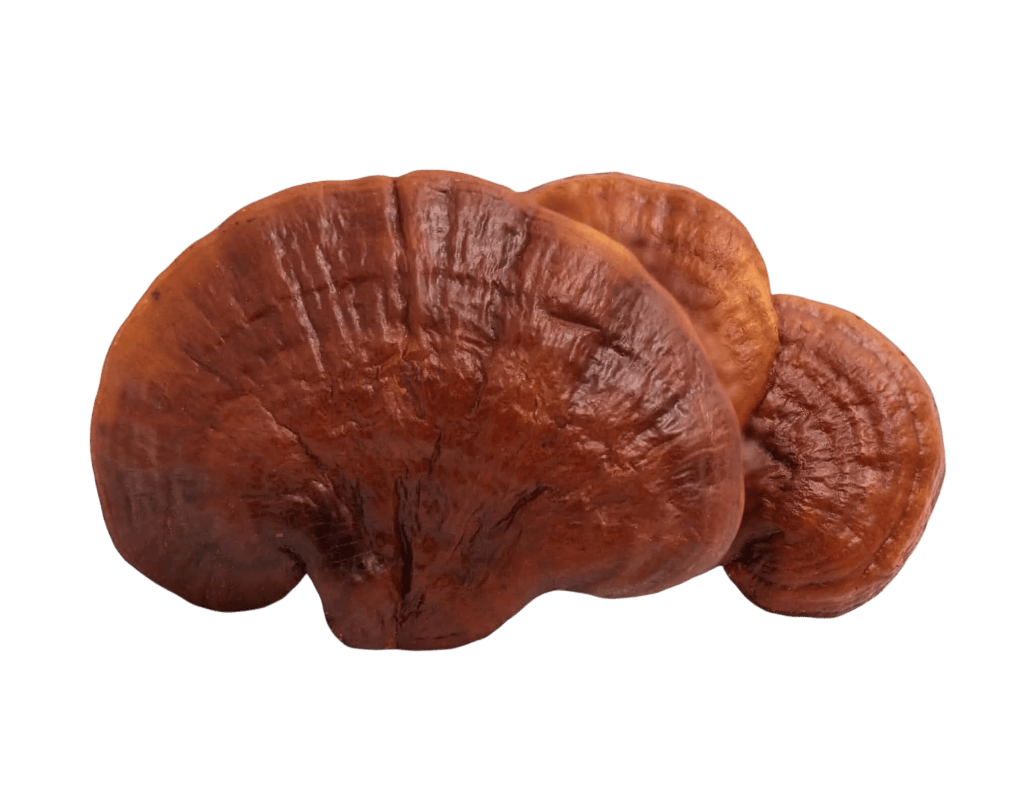 Ganoderma lucidum